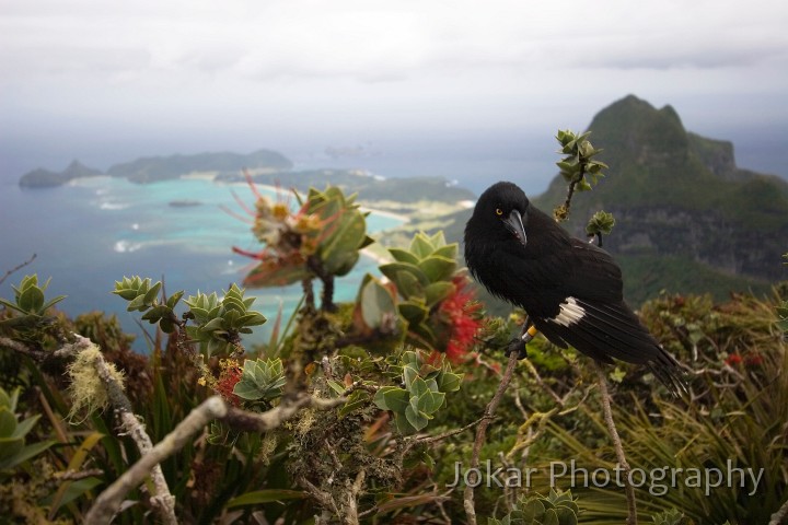 Lord Howe Island_20061211_036.jpg